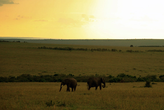 マサイマラ国立保護区でビッグ５をねらえ！ – 空想地球旅行